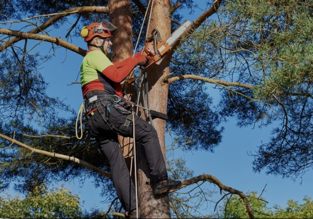 Tree Trimming in RI