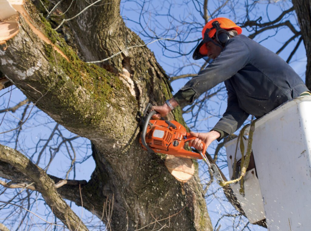 Commercial Tree Service RI - Commercial Tree Removal RI