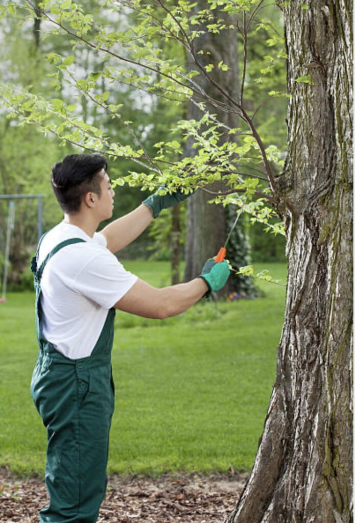 tree health care services RI