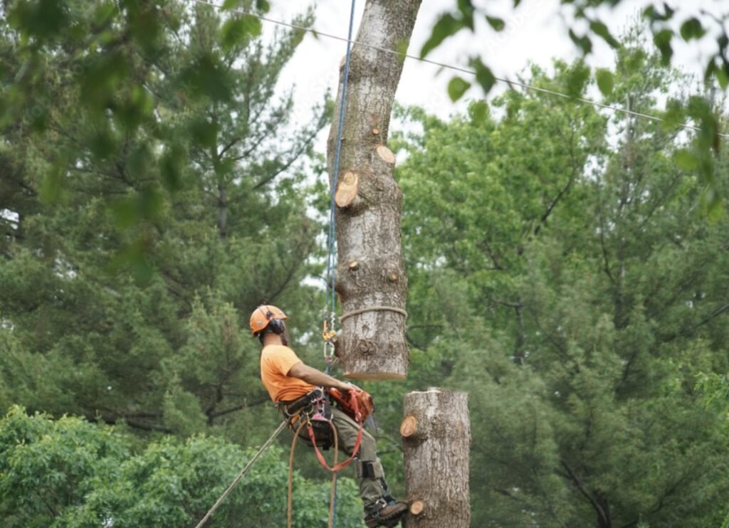 Tree Removal Pawtucket RI - Tree Removal in Pawtucket RI