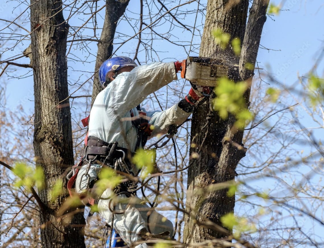 RI Tree Service