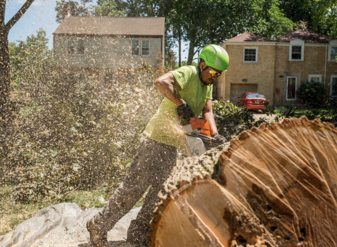 Tree Removal RI - Tree Service RI