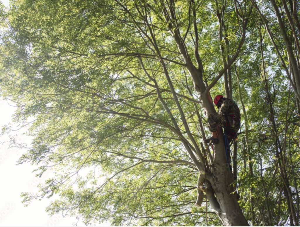 Tree Trimming Pawtucket RI - Tree Trimming in Pawtucket RI