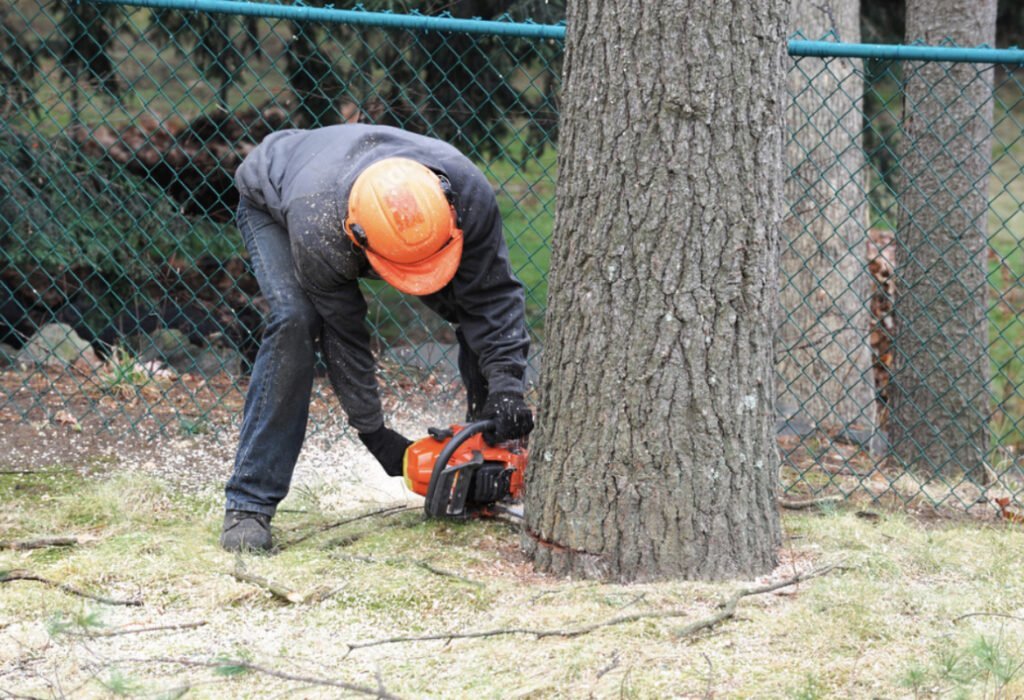 Tree Removal in RI