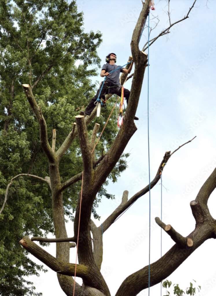 Tree Service Bristol RI - Tree Removal Bristol RI