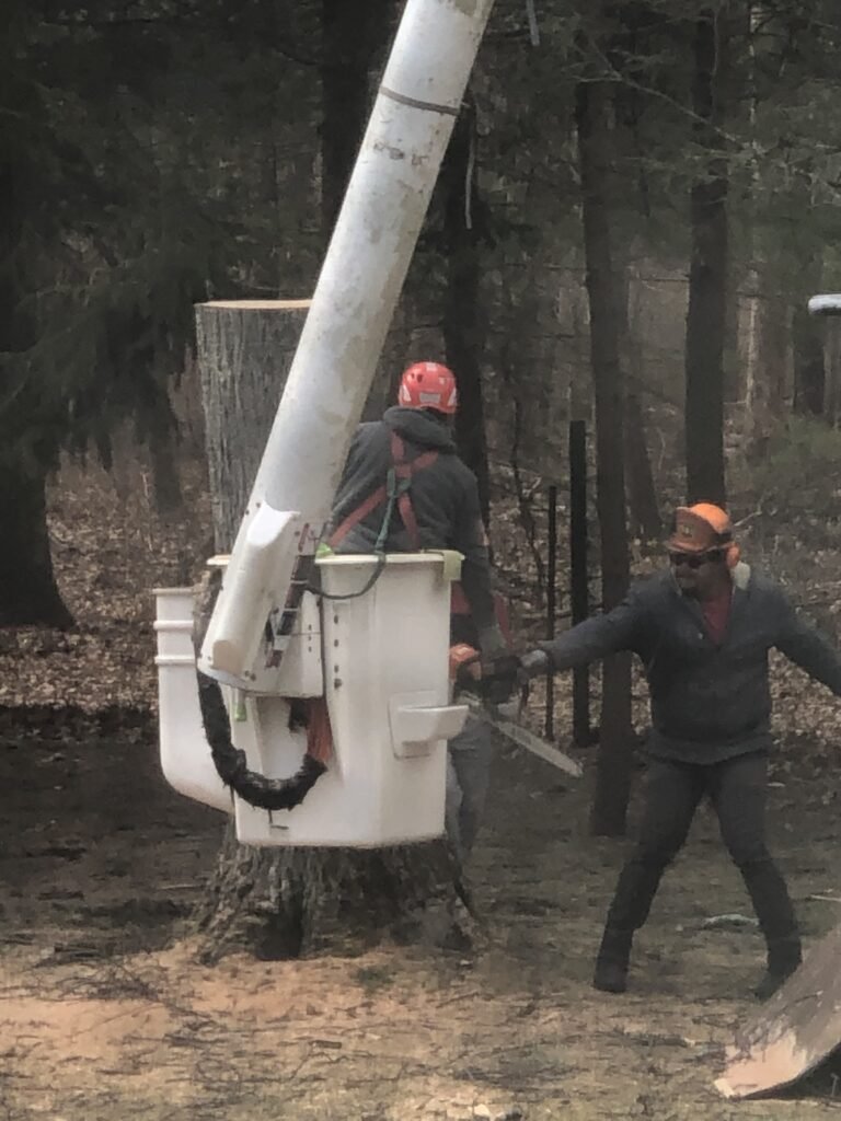 Tree Service RI Expert Tree Removal in RI