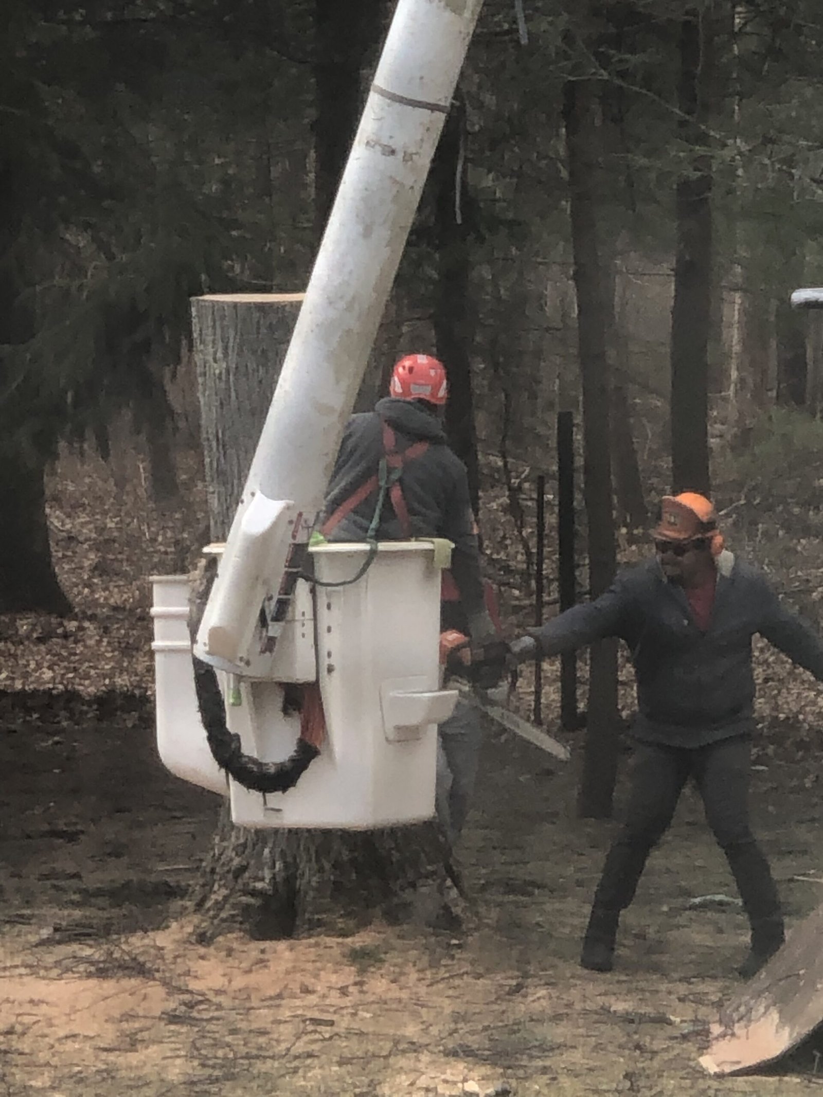 tree service ri - tree removal ri