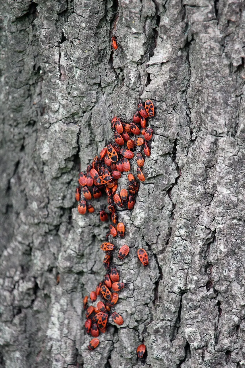 Tree Insects & Pests Control Bristol RI