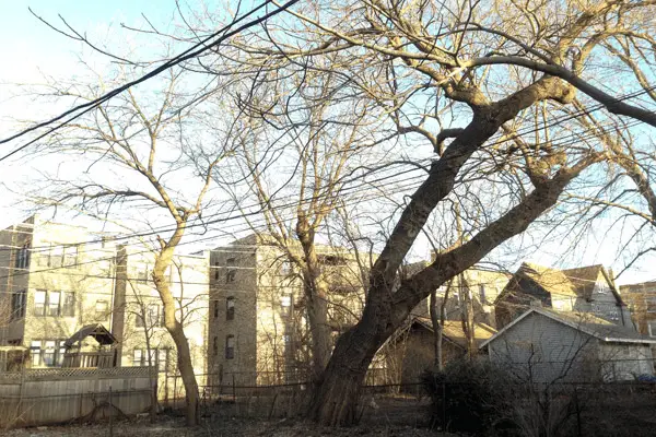 Hazardous Tree RI