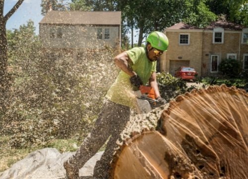 RI Tree Service Pros RI Tree Service Pros